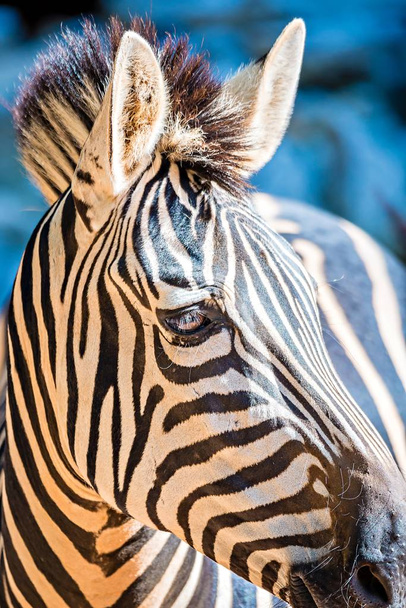Close-up πορτρέτο ενός ζώου ζέβρα στο ζωολογικό κήπο - Φωτογραφία, εικόνα