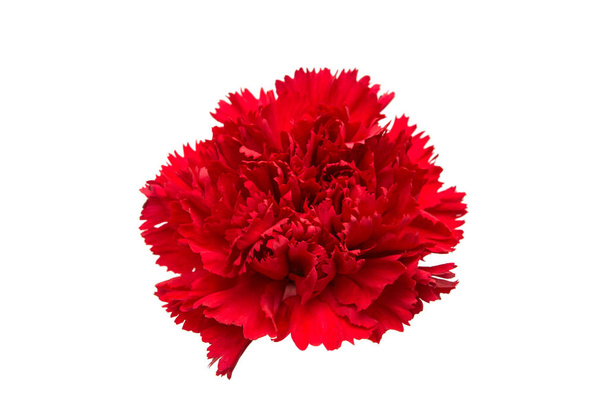 Carnation bloem geïsoleerd  - Foto, afbeelding