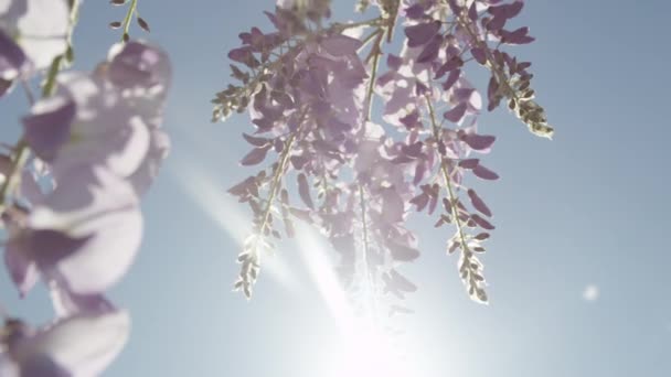 咲く藤の花を通して輝く太陽 - 映像、動画