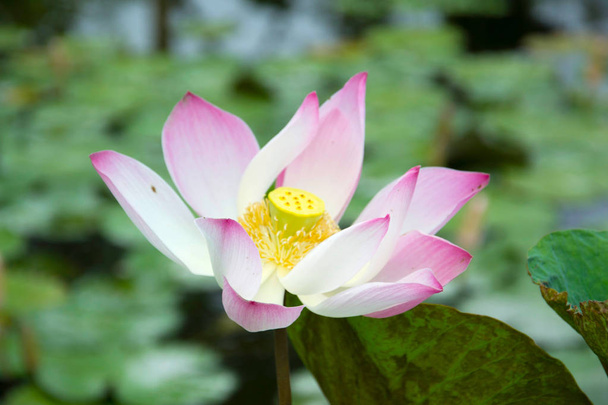 foto de una flor de loto
 - Foto, imagen