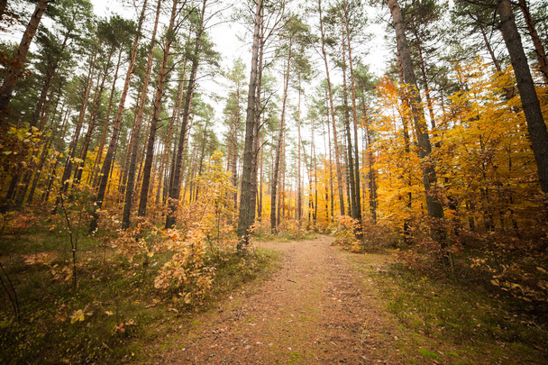 autumn forest. beautiful landscape - Fotó, kép