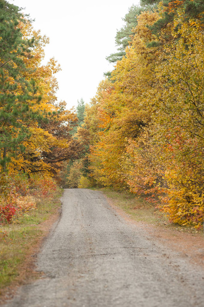 autumn forest. beautiful landscape - Фото, изображение