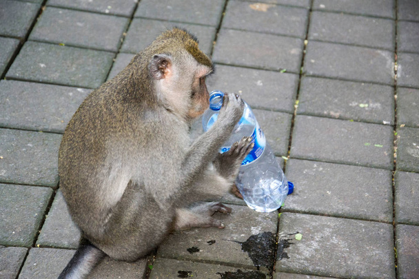 Мавпа ліс Убуд Балі Індонезія  - Фото, зображення