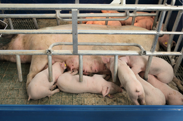 Alimentation des porcs
 - Photo, image