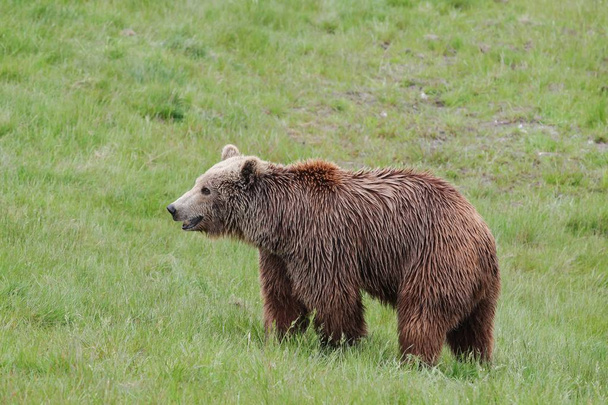 bruine beer in de natuur  - Foto, afbeelding