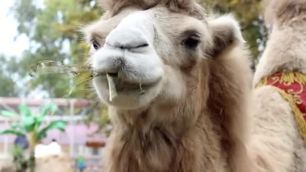 Camel mastiga a e olhando para a câmera no zoológico na Ucrânia
 - Filmagem, Vídeo