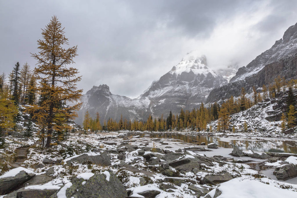 Opabin Plateau on a snowy and cloudy day in Yoho National Park - Photo, Image