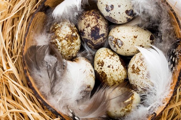 Quail eggs in the nest, a symbol of spring. - 写真・画像