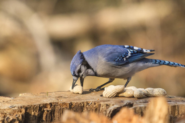 Um solitário Blue Jay
 - Foto, Imagem