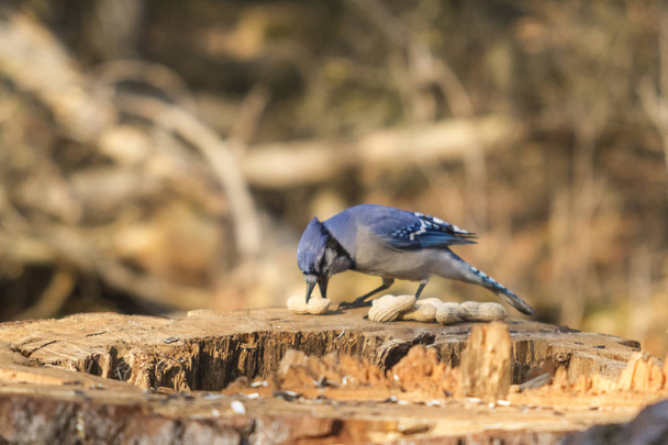 Un Blue Jay solitario
 - Foto, immagini