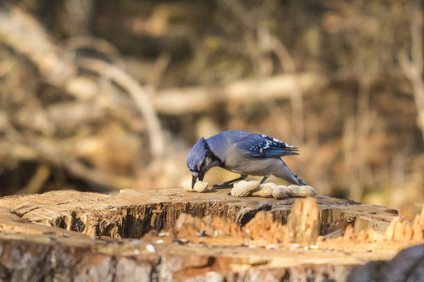 Samotny Blue Jay - Zdjęcie, obraz
