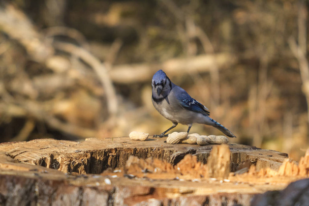 Een eenzame Blue Jay - Foto, afbeelding