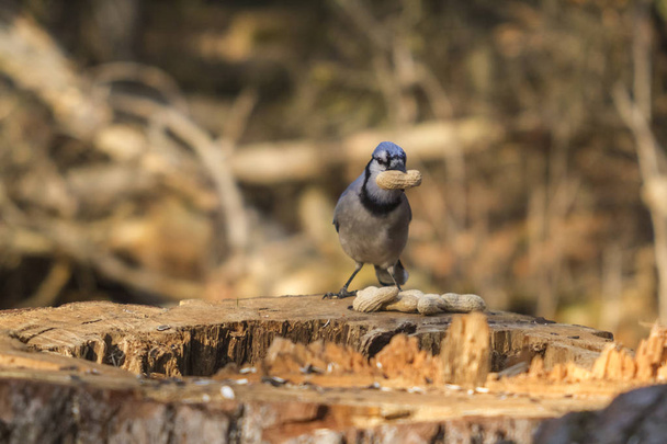 A lone Blue Jay - Фото, изображение