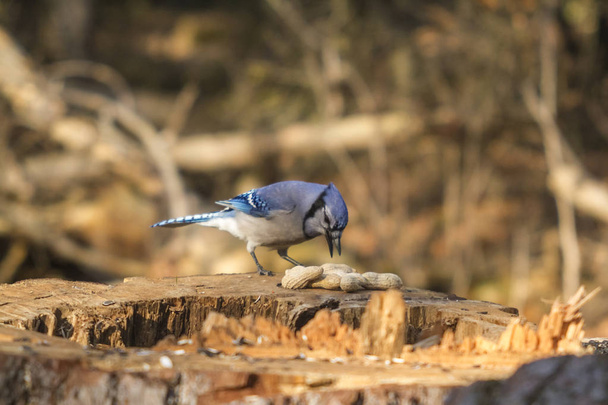 Yksinäinen sininen Jay
 - Valokuva, kuva