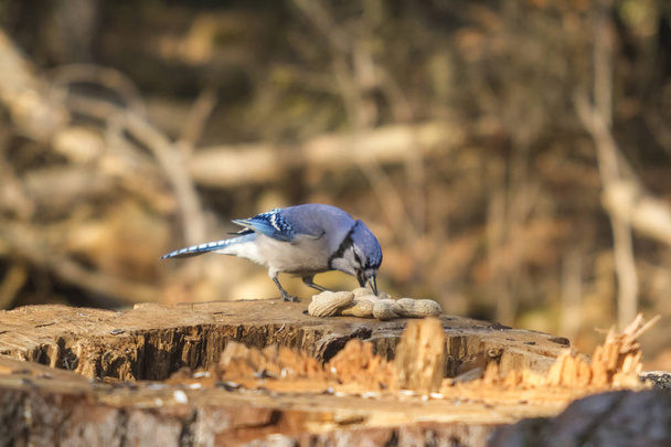 Een eenzame Blue Jay - Foto, afbeelding