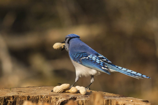 Un solitario Blue Jay
 - Foto, Imagen