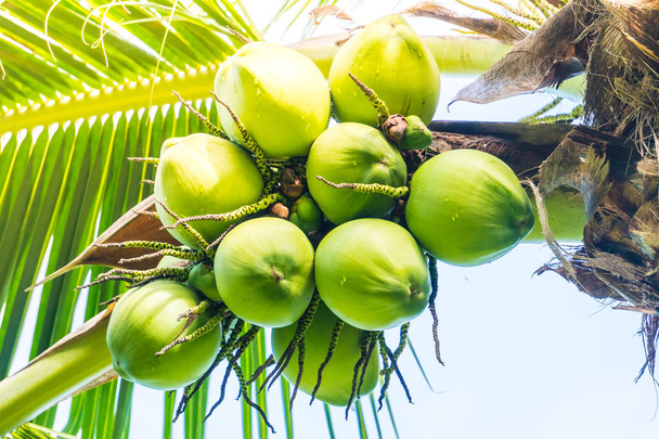 Coco verde Fruta
 - Foto, imagen