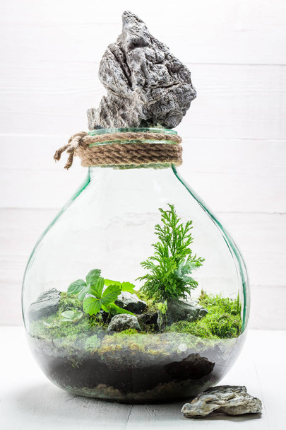 Beautiful jar with piece of forest, save the earth idea - Fotoğraf, Görsel
