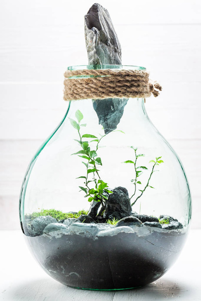 Small live plants in a jar, save the earth concept - Foto, Imagen