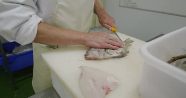 Rybí dělník v továrně - Záběry, video