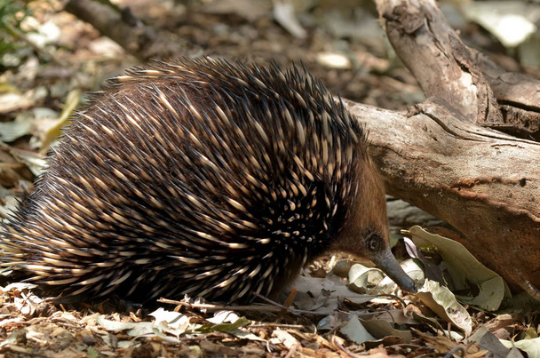 Australian Echidna etsiä ruokaa pensas
 - Valokuva, kuva
