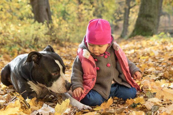 Baby girl is playing with American staffordshire terrier in park - Foto, Imagen