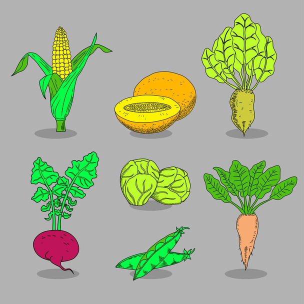 Colección dibujada a mano de iconos vegetales. Conjunto de comida vegetariana
.  - Vector, Imagen