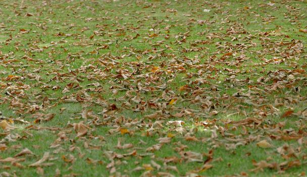 Grass lawn with fallen leaves - Photo, Image