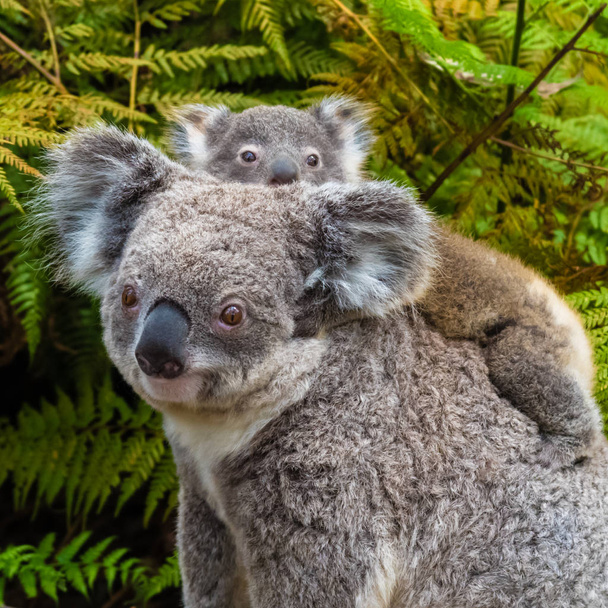 Австралийская коала медведь коренное животное с ребенком
 - Фото, изображение