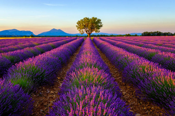 Puu laventelipellolla auringonlaskun aikaan
 - Valokuva, kuva