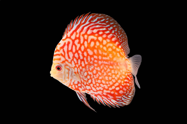 Discus Fish on Black Backgroung - Photo, Image