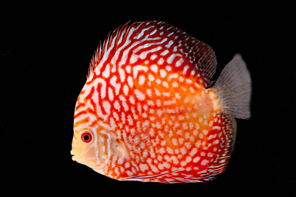Discus риби на чорний тло  - Фото, зображення