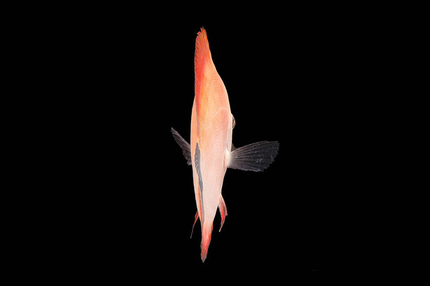 Discus Fish sur fond noir
 - Photo, image
