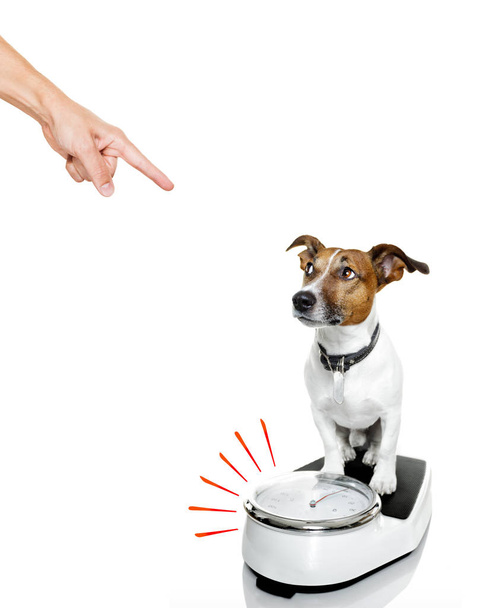 cão em escala, com excesso de peso
 - Foto, Imagem