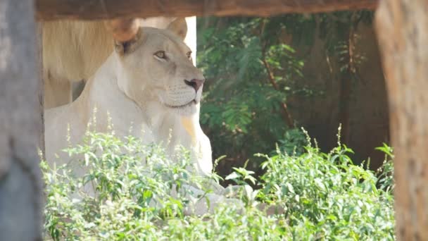 white lion resting.60 FPS. - Filmagem, Vídeo