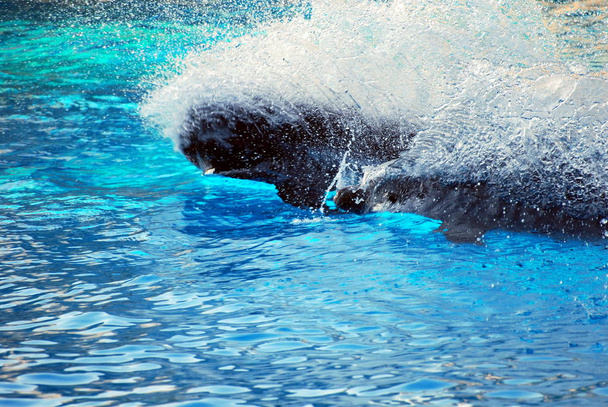 The dolphin games - Valokuva, kuva