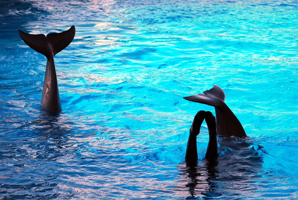 Дельфін Ігри
 - Фото, зображення