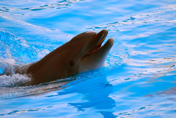 Τα παιχνίδια των δελφίνι - Φωτογραφία, εικόνα