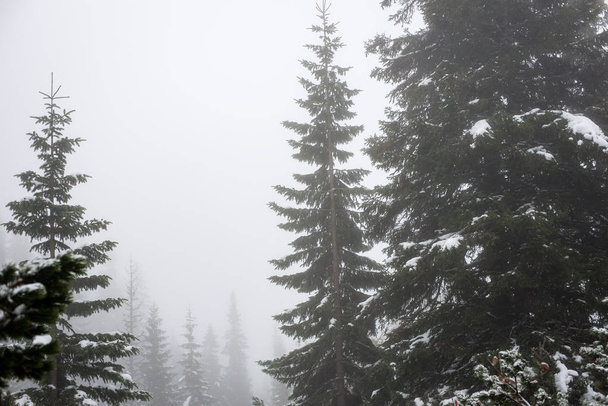Холодний день у сніжному зимовому лісі
 - Фото, зображення