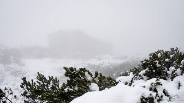 κρύα μέρα στο χιονισμένο χειμερινό δάσος - Φωτογραφία, εικόνα
