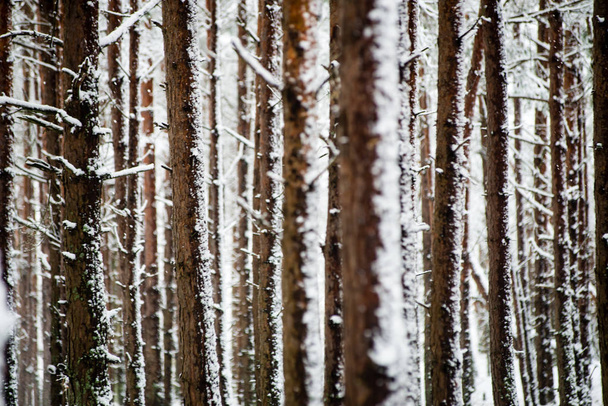 borovice za chladného dne v zasněžené zimní les - Fotografie, Obrázek