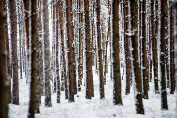 fenyőfák egy hideg napon, a havas téli erdőben - Fotó, kép