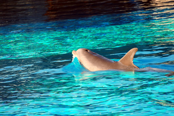Дельфін Ігри
 - Фото, зображення