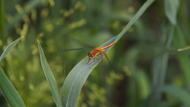 Dragonfly on green leaf waving in the wind - Кадри, відео