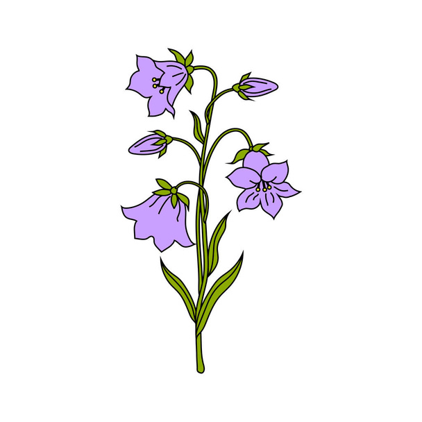 Vector illustration of bell flowers - Vecteur, image