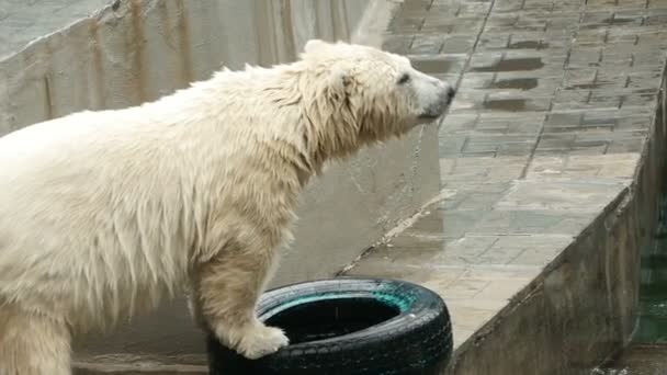 Polar bear at the zoo - Кадри, відео