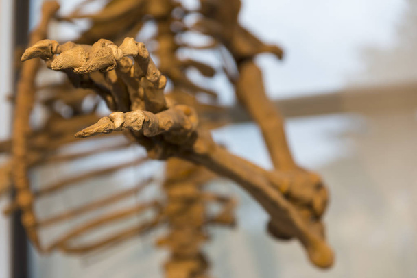 details of the skeleton of a fossil bear - Photo, Image