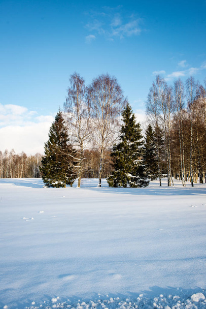 Winter park in cold morning with snow - Foto, Bild