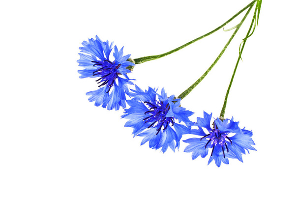 Blue Cornflower - Centaurea on a white background - Fotó, kép