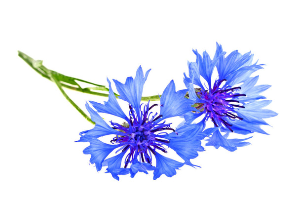 Blue Cornflower - Centaurea on a white background - Foto, Imagem